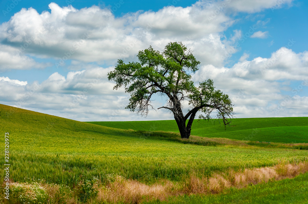 Lonely Tree in the Palouse Landscape of Eastern Washington. Mature trees are a rarity in the palouse where agriculture and plowed fields dominate the landscape.