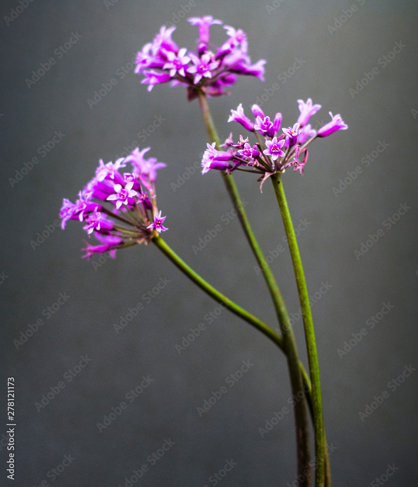 Obraz premium purple flowers on grey background
