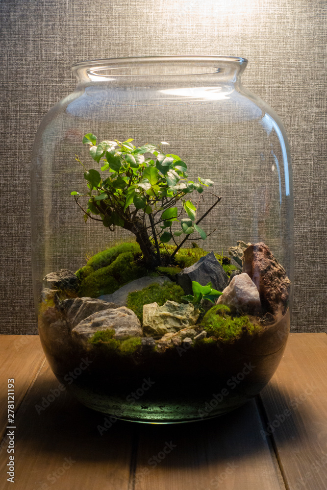 Small decoration plants in a glass bottle/garden terrarium bottle/ forest in a jar. Jar with piece of forest with self ecosystem. Save the earth concept. Bonsai Small decoration plants in a glass bottle/garden terrarium bottle/ forest in a jar. Jar with piece of forest with self ecosystem. Save the earth concept. Bonsai