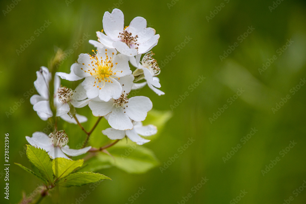 white flowers on green background