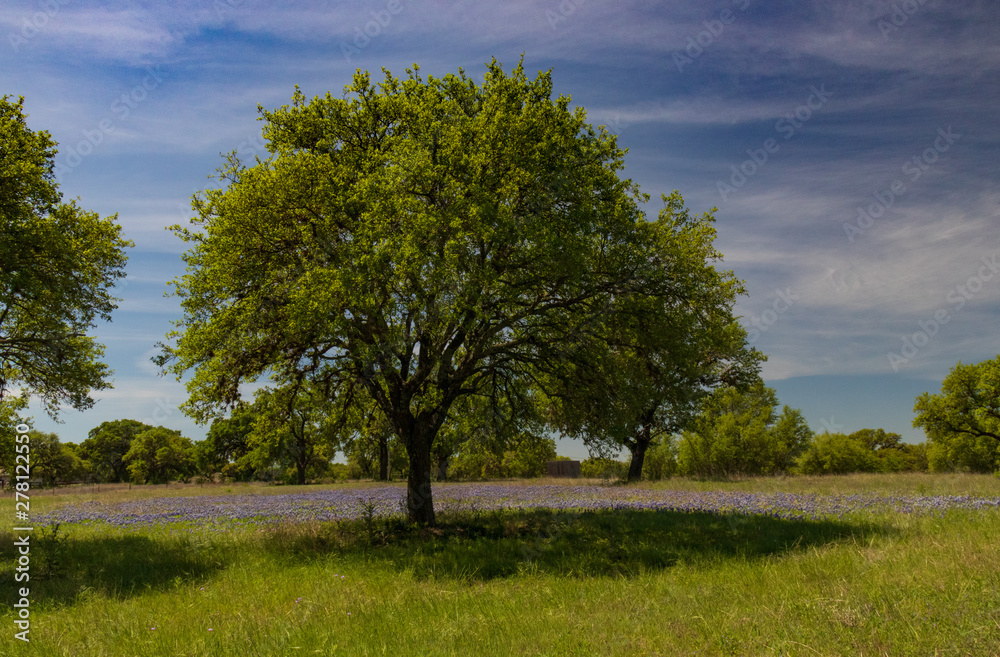 Obraz premium Bluebonnets wildflowers under large trees in field and blue sky background