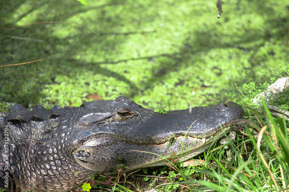 Obraz premium Alligator in a Swamp 