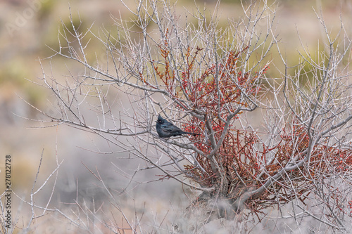 Phainopepla in a desert shrub photo