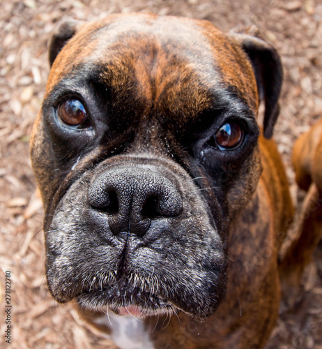 Portrait of a Dog / Boxer Dog © LifeGemz