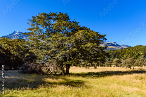 tree in the field