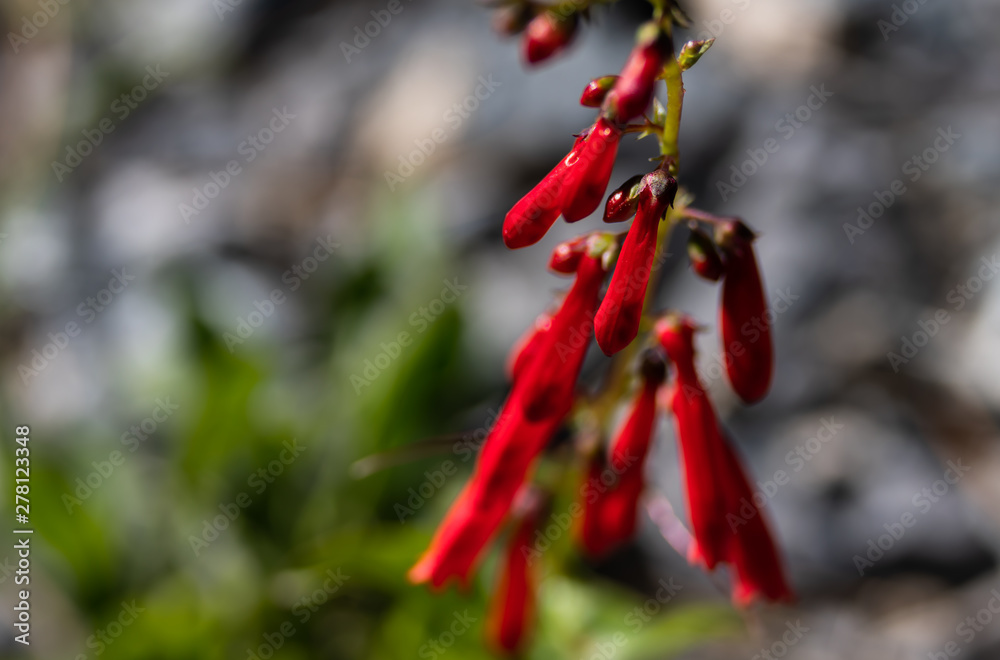 red bell shaped flowers in sun light red bell shaped flowers in sun light