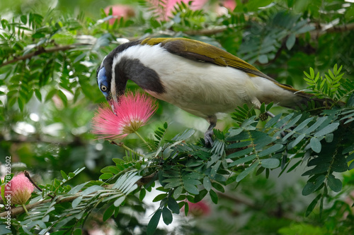 Blue-faced Honeyeater Feeding On Pollen photo