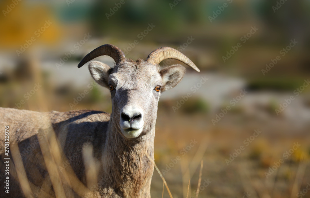 Close up shot of mountain goat Close up shot of mountain goat