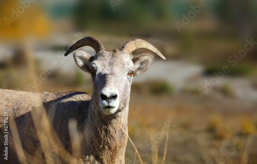 Close up shot of mountain goat