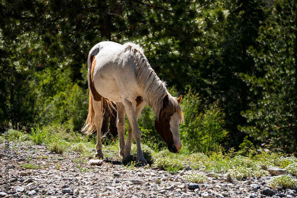 Fototapeta premium a wild horse grazing in the forest