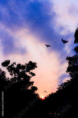 Birds flying towards sunset