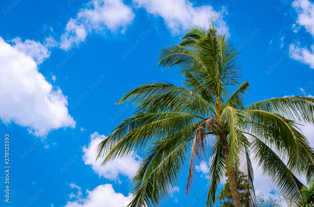 Palm tree swaying with a blue cloudy sky view.