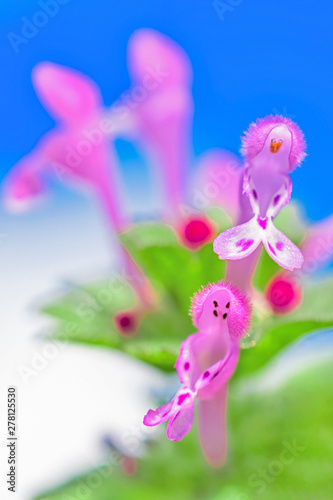 Pink Perennial Flowers © Lucia