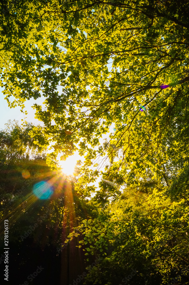 Obraz premium Backlit shot of sunlight breaking through branches of trees with high contrast, shot from low angle. (Epping Forest, London, United Kingdom)