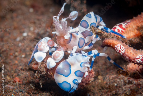 Harlequin Shrimp