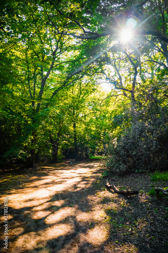 Sunlight with lens flare breaking through branches of trees in Epping Forest, London, United Kingdom.