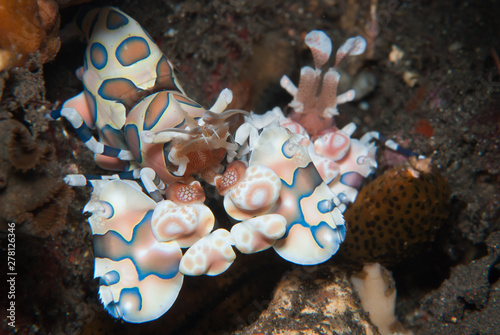 Harlequin Shrimp photo