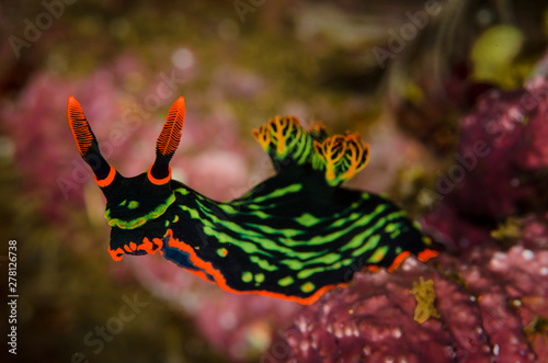 Fototapeta Naklejka Na Ścianę i Meble -  Nudibranch