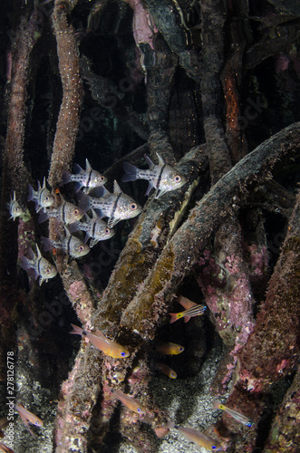 Underwater Mangroves