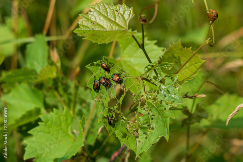 Leaf damage by Japanese beetles