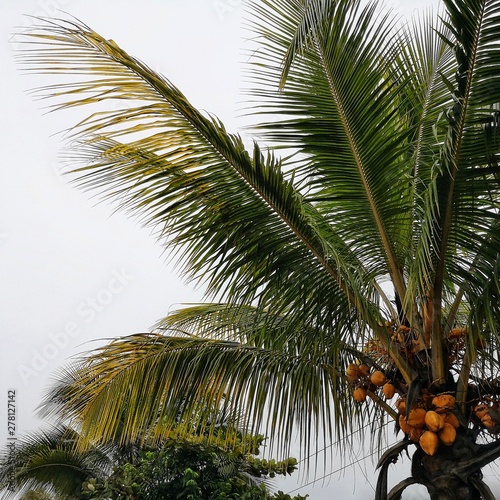 coconut tree