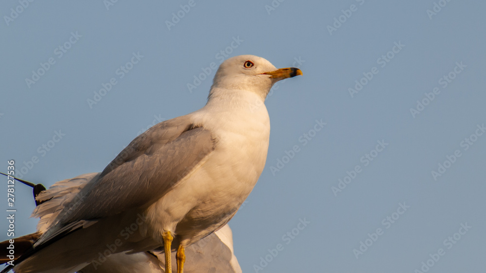 Obraz premium Seagull