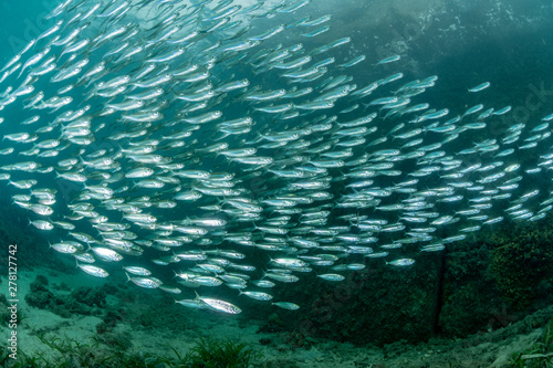 School of Juvenile sardine