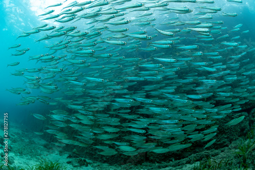 School of Juvenile sardine