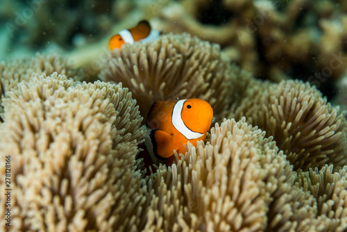 Fototapeta Naklejka Na Ścianę i Meble -  Clownfish lives in sea anemone