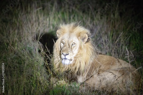 Fototapeta Naklejka Na Ścianę i Meble -  South African Lion at night