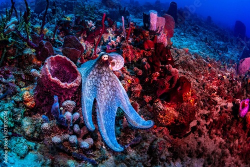 An octopus foraging on the reef