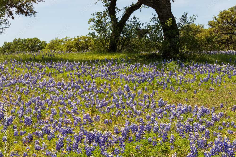 Bluebonnets wildflowers under large trees in field and blue sky background