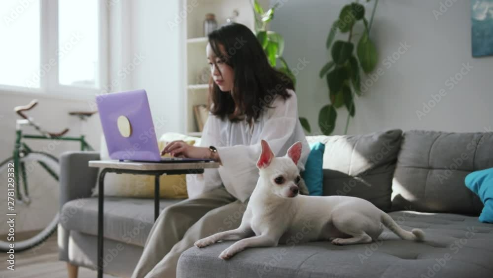 Nice young woman wearing elegant blouse working on laptop. Shot of fascinating little watchdog. Concentrated white Chihuahua looking away. Inside. Apartment. Daytime Nice young woman wearing elegant blouse working on laptop. Shot of fascinating little watchdog. Concentrated white Chihuahua looking away. Inside. Apartment. Daytime