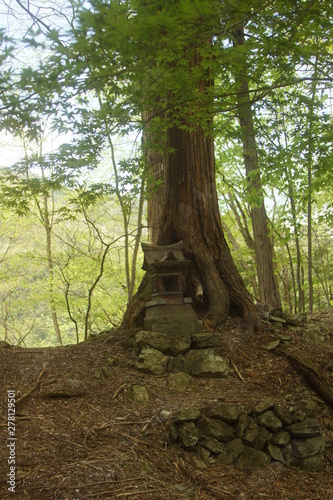 奥秩父　三峰参道の自然 © 1971