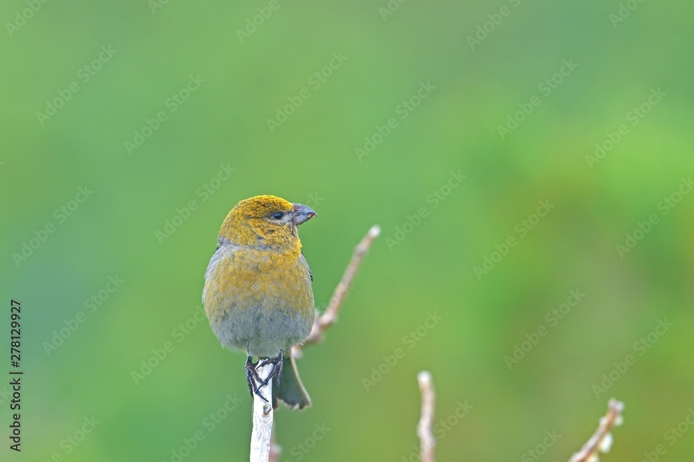 Obraz premium ふっくらした姿が可愛いギンザンマシコメス