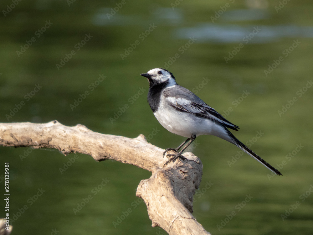 Motacilla personata on a branch above the river Motacilla personata on a branch above the river