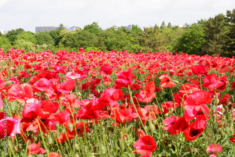 red poppy field 