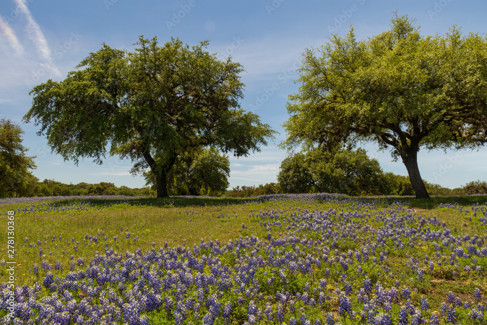 Bluebonnets wildflowers under large trees in field and blue sky background