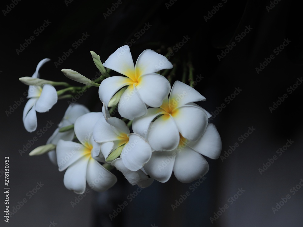 white flower on green background white flower on green background