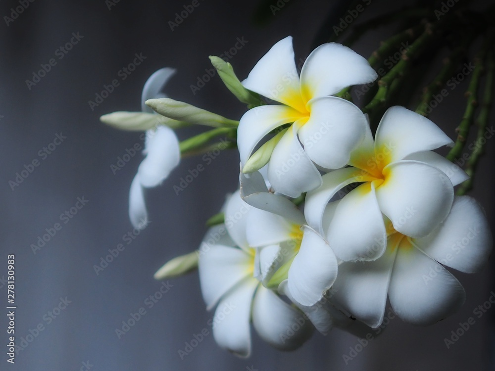 Fototapeta premium white frangipani flower on green background