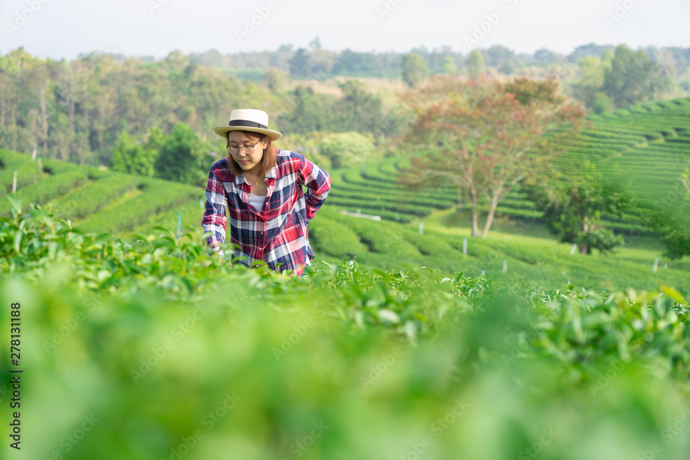 Asian woman hand picking up the tea leaves from the tea plantation, the new shoots are soft shoots. Water is a healthy food and drink. as background Healthcare concept with copy space. Asian woman hand picking up the tea leaves from the tea plantation, the new shoots are soft shoots. Water is a healthy food and drink. as background Healthcare concept with copy space.