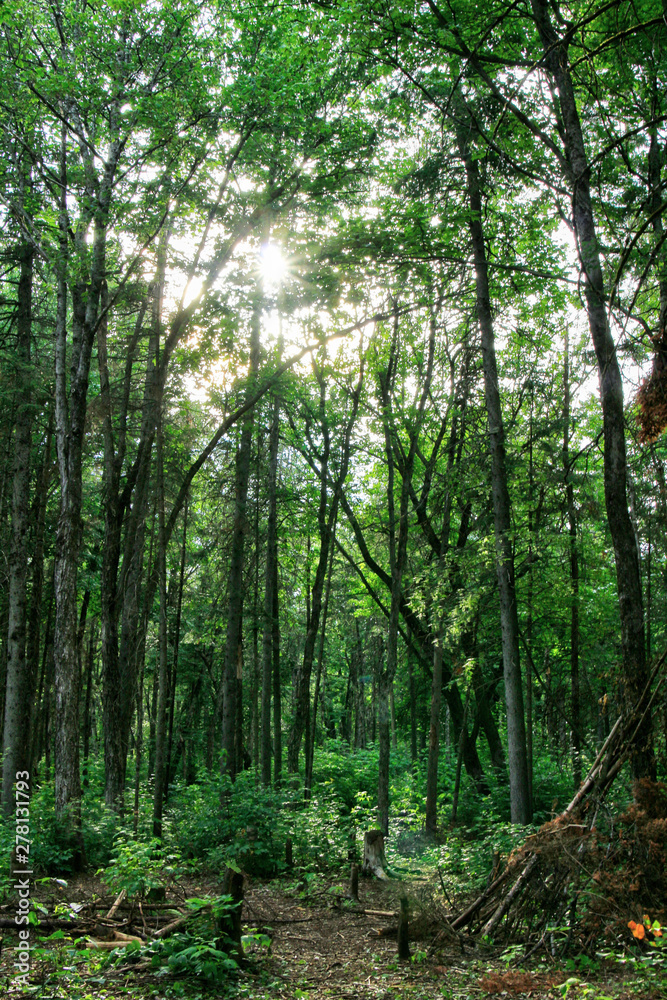 Soleil dans la forêt