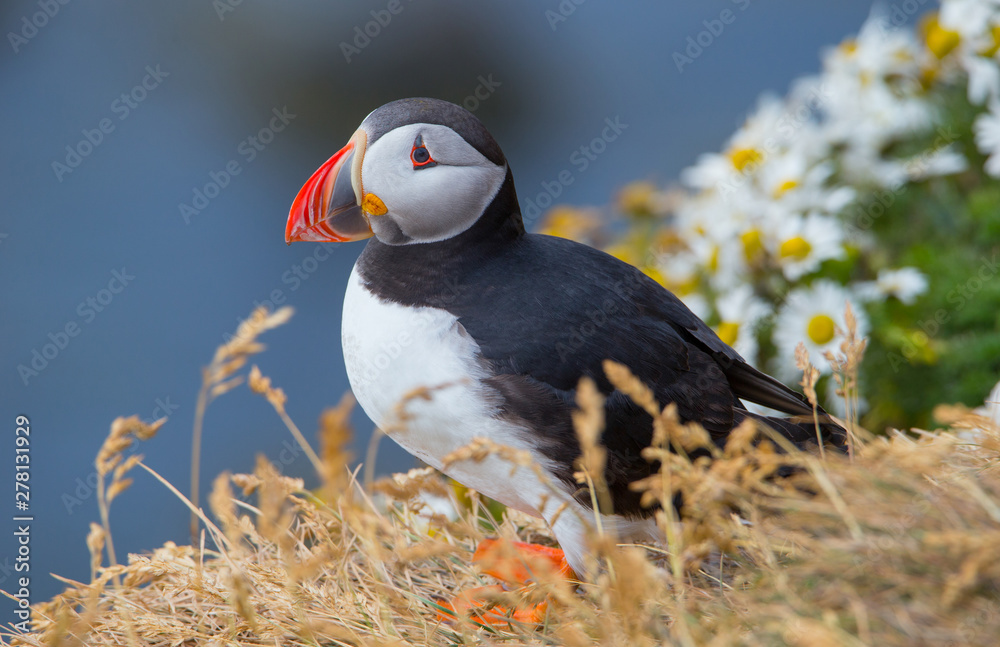 Naklejka premium Beautiful Atlantic Puffin