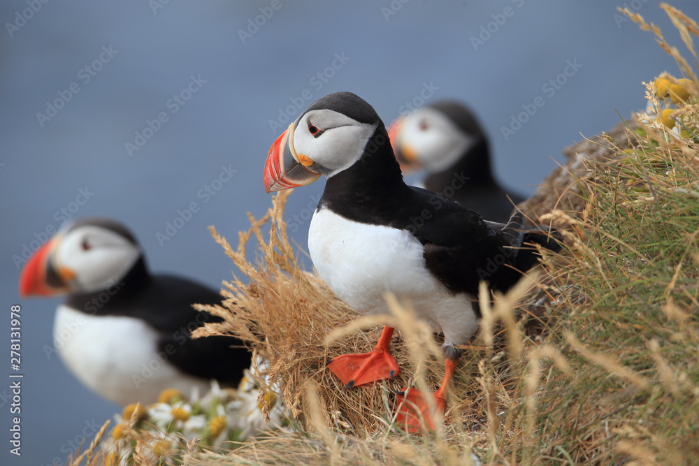 Naklejka premium Beautiful Atlantic Puffin