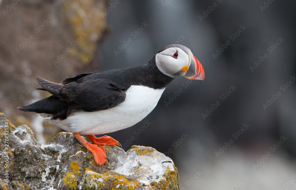 Fototapeta premium Beautiful Atlantic Puffin