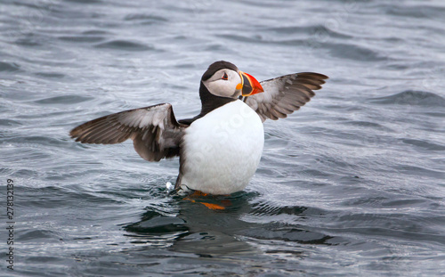 Beautiful Atlantic Puffin