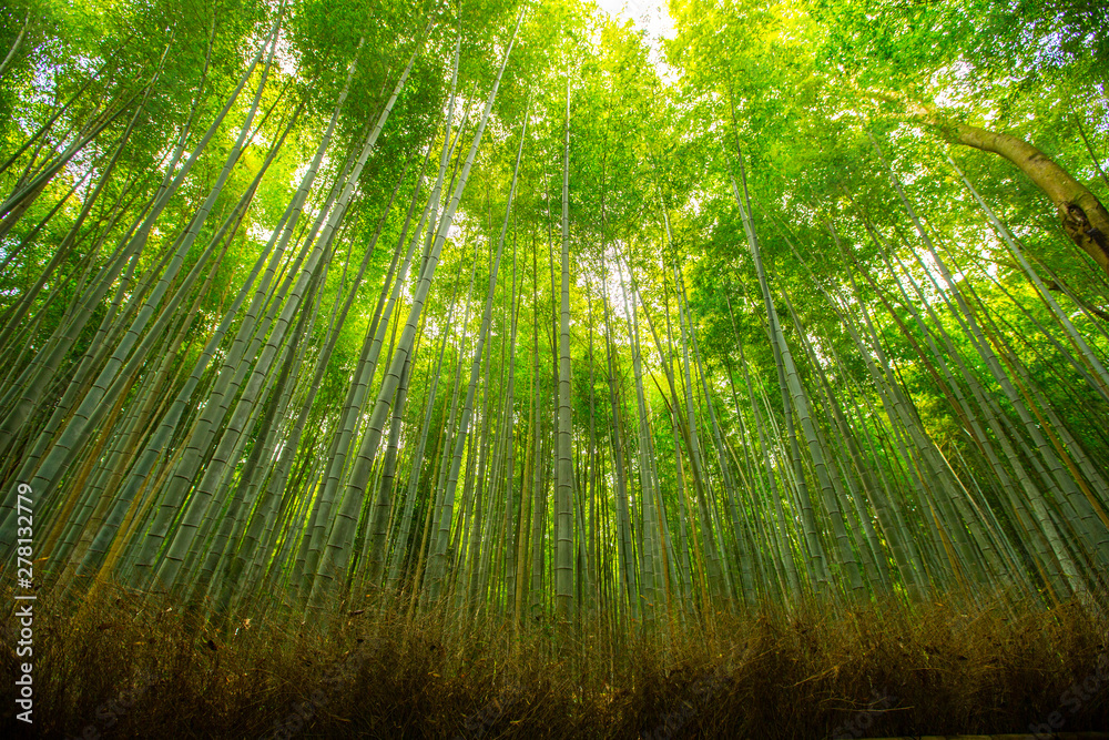 Pristine natural bamboo forest Pristine natural bamboo forest