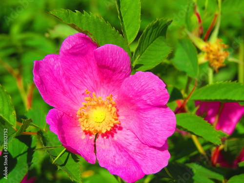 rose rose hip flower