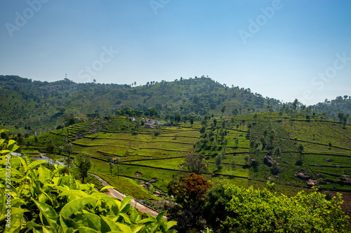 Tea gardens in the foothills of western ghat