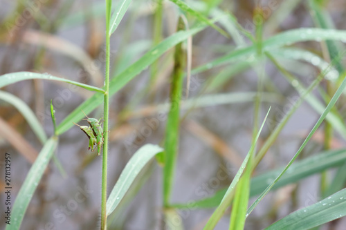 two grasshopper hybridize on some plant over water.